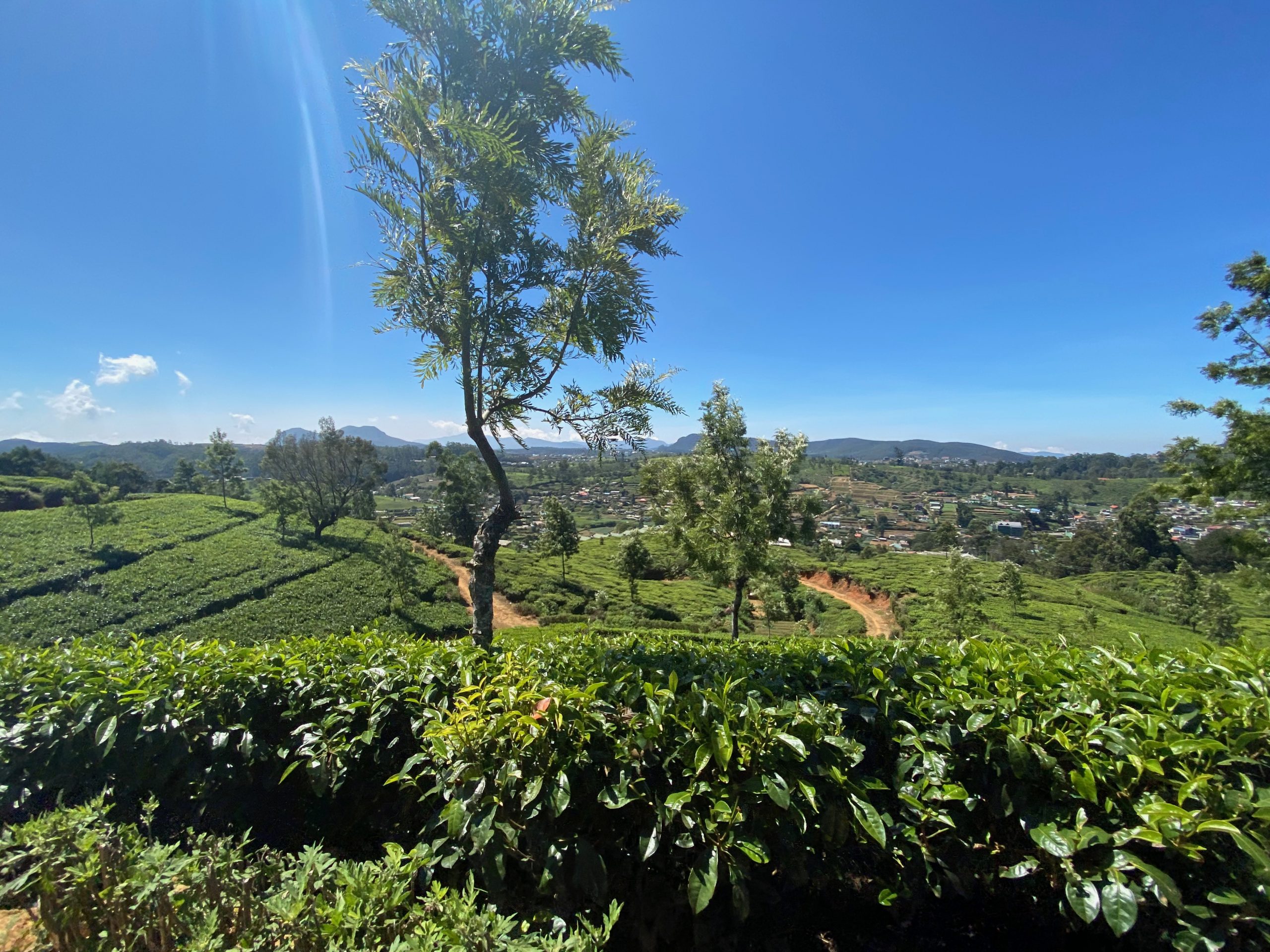 Tea plantation