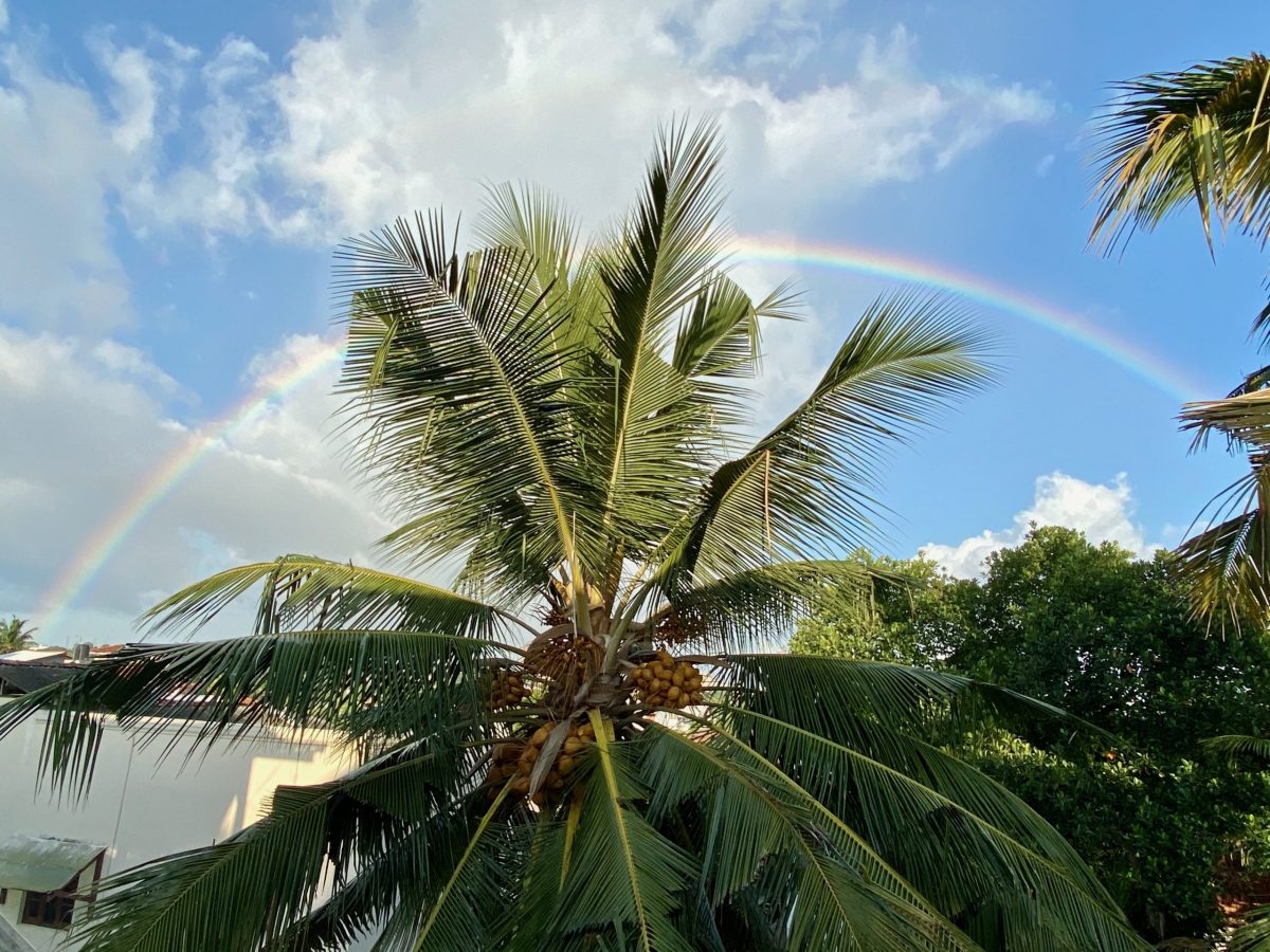 sky, tree and rainbow