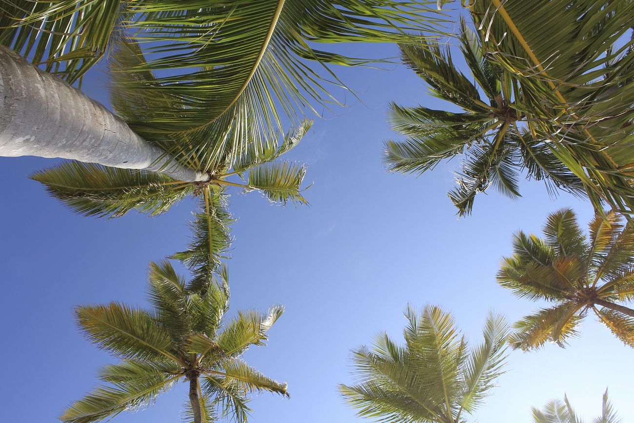 Free coconut tree, up sky